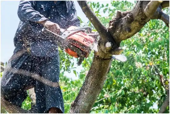 tree services Princeton